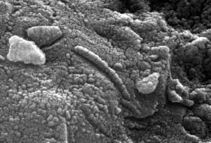 Image obtenue au microscope electronique à balayage dans la météorite  ALH84001