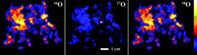 Images obtenues à la nanoSIMS sur les
 trois isotopes de l'oxyègène dans l'IDP L2005 C13. On peut y voir un grain présolaire grâce à une anomalie isotopique en 17O très nette