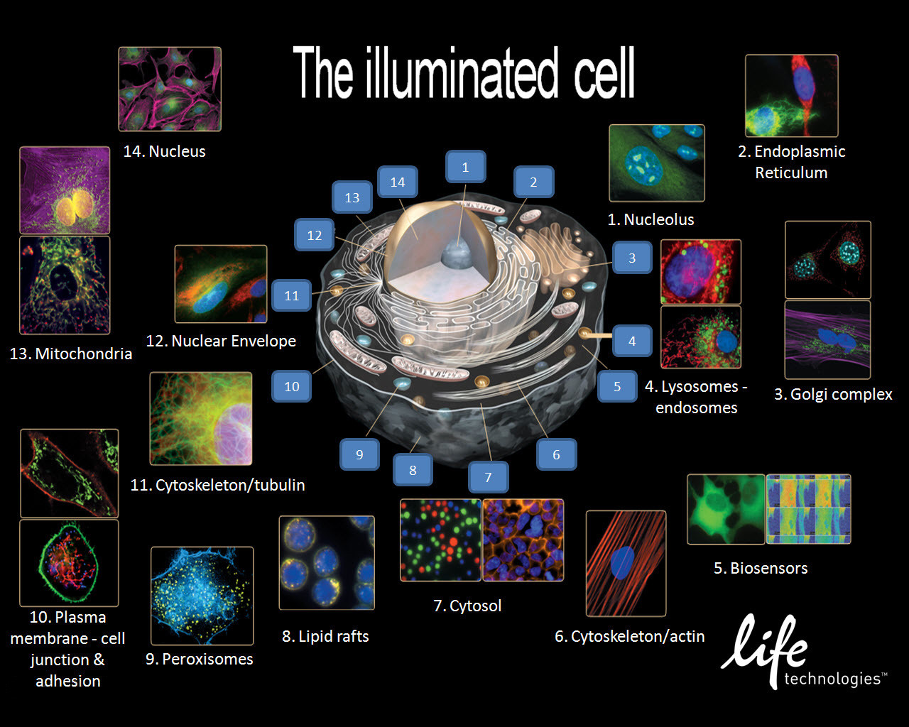 Les différents organites de la cellule eucaryote vu par immunofluorescence